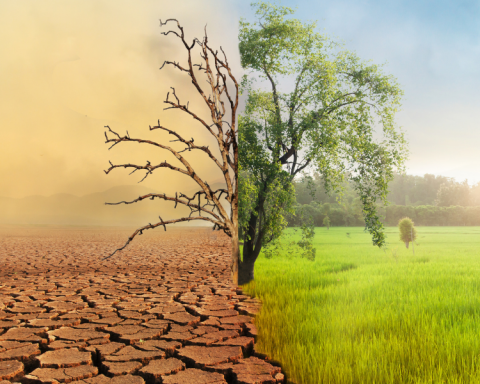 Cómo las asociaciones pueden contribuir a la lucha contra el Cambio Climático