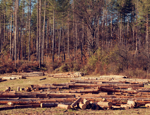 Novedades y situación actual del Reglamento EUDR (UE) 2023/1115 sobre deforestación