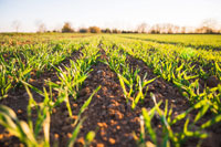 PERTE Agroalimentario: ¿cómo puede beneficiarse tu explotación de los fondos europeos?