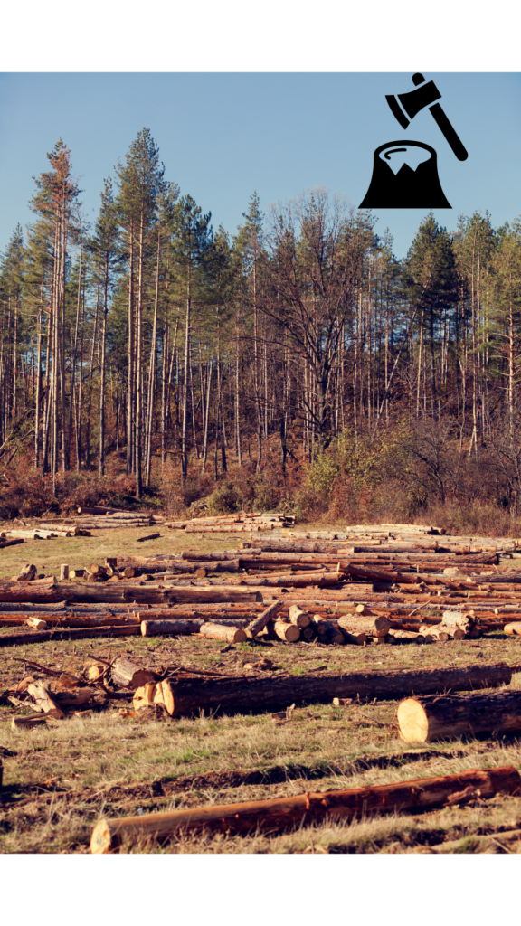 Novedades y situación actual del Reglamento EUDR (UE) 2023/1115 sobre deforestación